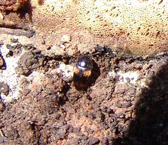 Holostrophus bifasciatus 33002393 by Gordon C. Snelling. Used under a CC BY 4.0 license.