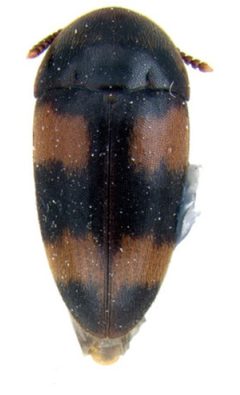 Holostrophus bifasciatus dorsal by Darren Pollock. Used under a CC BY 3.0 license.
