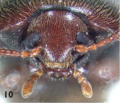 Holostrophus bifasciatus head by Darren Pollock. Used under a CC BY 3.0 license.