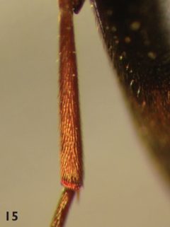 Holostrophus bifasciatus hind tibia by Darren Pollock. Used under a CC BY 3.0 license.
