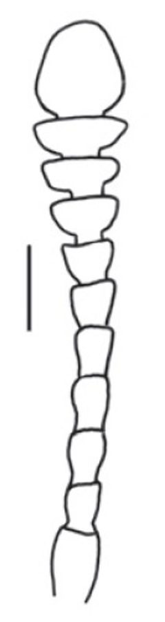 Pseudoholostrophus discolor antennae by Darren Pollock. Used under a CC BY 3.0 license.