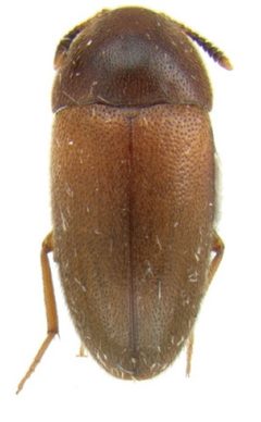 Pseudoholostrophus discolor dorsal by Darren Pollock. Used under a CC BY 3.0 license.