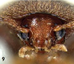 Pseudoholostrophus discolor head by Darren Pollock. Used under a CC BY 3.0 license.