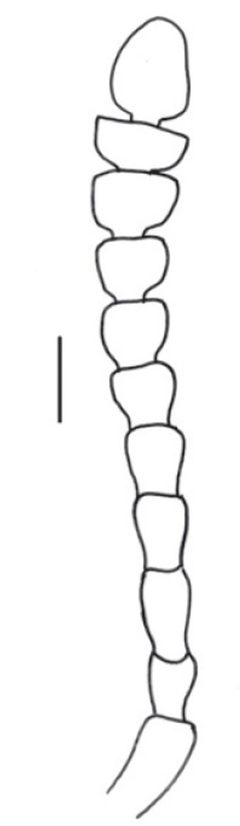Pseudoholostrophus impressicollis antennae by Darren Pollock. Used under a CC BY 3.0 license.