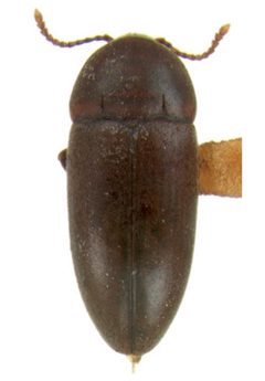 Pseudoholostrophus impressicollis dorsal by Darren Pollock. Used under a CC BY 3.0 license.