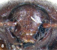 Pseudoholostrophus impressicollis head by Darren Pollock. Used under a CC BY 3.0 license.