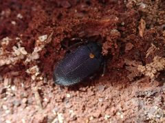 Penthe-obliquata-in-soil by hitchco. Used under a CC0 license.