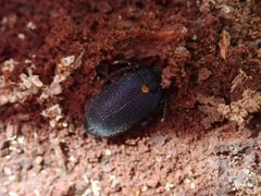 Penthe obliquata 124626550 by hitchco. Used under a CC0 license.