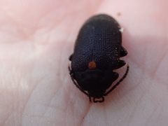 Penthe obliquata 124626636 by hitchco. Used under a CC0 license.