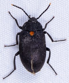 Penthe obliquata 38411073 by ksandsman. Used under a CC BY 4.0 license.
