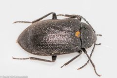 Penthe obliquata 76228906 by David McCorquodale. Used under a CC BY 4.0 license.