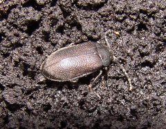 Penthe pimelia 106786781 by Gordon C. Snelling. Used under a CC BY 4.0 license.