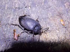 Penthe pimelia 18962057 by Grant Schiermeyer. Used under a CC0 license.