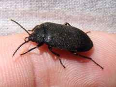Penthe pimelia 31032238 by Sam Kieschnick. Used under a CC BY 4.0 license.