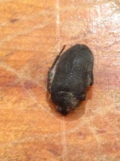 Penthe pimelia 33667356 by Matt Schultz. Used under a CC0 license.