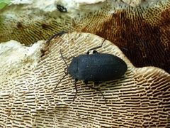 Penthe pimelia 56101367 by Christian Grenier. Used under a CC0 license.