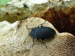 Penthe pimelia 56101414 by Christian Grenier. Used under a CC0 license.