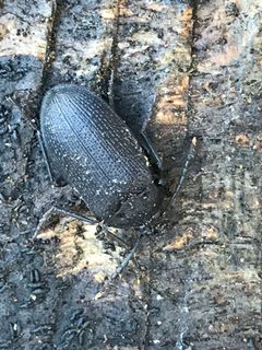 Penthe pimelia 70437719 by bg1159. Used under a CC BY 4.0 license.