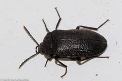 Penthe pimelia 89894096 by David McCorquodale. Used under a CC BY 4.0 license.