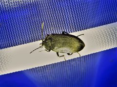 Penthe pimelia 92923465 by Annika Lindqvist. Used under a CC BY 4.0 license.