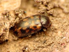 Tetratoma tessellata 32611999 by Katja Schulz. Used under a CC BY 4.0 license.