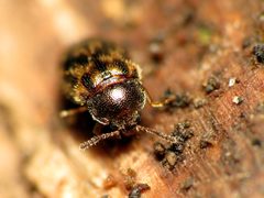 Tetratoma tessellata 32612000 by Katja Schulz. Used under a CC BY 4.0 license.