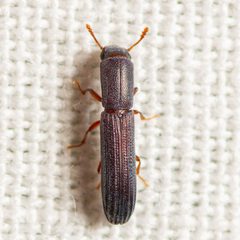 Colydium lineola by Jgw-atx. Used under a CC BY 4.0 license.