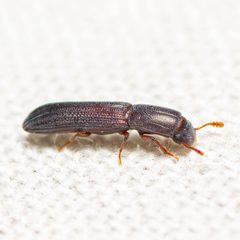 Colydium lineola - lateral by Jgw-atx. Used under a CC BY 4.0 license.