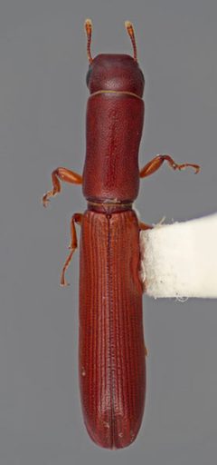 Nematidium filiforme by N. P. Lord by N.P. Lord. Used under a CC BY 3.0 us license.