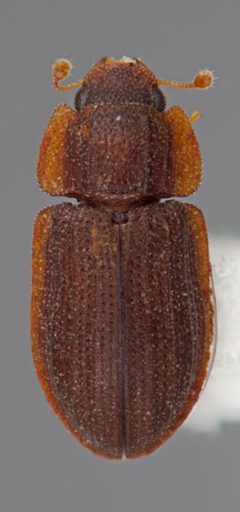Acolobicus erichsoni by N.P. Lord by N.P. Lord. Used under a CC BY 3.0 us license.