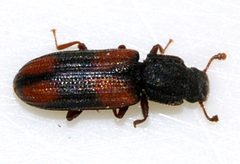Bitoma-crenata-03-fws by Francisco Welter-Schultes. Used under a CC0 license.