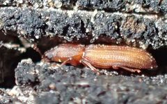 Bitoma crenata TP01 by Tobias 67. Used under a CC BY-SA 4.0 license.