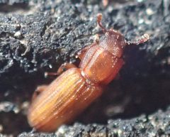 Bitoma crenata TP02 by Tobias 67. Used under a CC BY-SA 4.0 license.