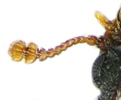 Bitoma crenata antenna by Siga. Used under a CC BY-SA 3.0 license.