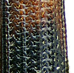 Bitoma crenata elytra by Siga. Used under a CC BY-SA 3.0 license.