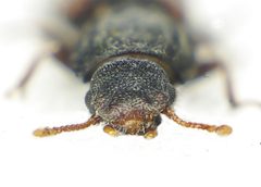 Bitoma crenata head by Siga. Used under a CC BY-SA 3.0 license.