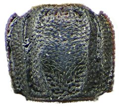 Bitoma crenata pronotum by Siga. Used under a CC BY-SA 3.0 license.