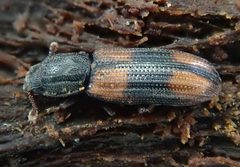 Bitoma crenata side by Siga. Used under a CC BY-SA 4.0 license.