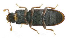Bitoma crenata under by Siga. Used under a CC BY-SA 3.0 license.