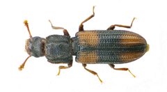 Bitoma crenata upside by Siga. Used under a CC BY-SA 3.0 license.