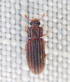 Bitoma quadricollis - inat 83262773 by {{{name}}}. Used under a CC BY-SA 4.0 license.