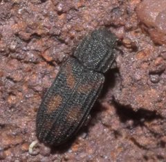 Bitoma quadriguttata P1220852a by 
xpda. Used under a CC BY-SA 4.0 license.