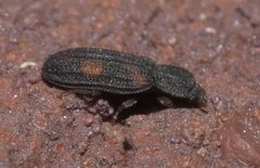 Bitoma quadriguttata P1220853a by 
xpda. Used under a CC BY-SA 4.0 license.