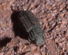 Bitoma quadriguttata P1220855b by 
xpda. Used under a CC BY-SA 4.0 license.