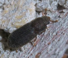 Synchita fuliginosa P1600957a by 
xpda. Used under a CC BY-SA 4.0 license.