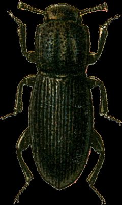 Dechomus sulcicollis Jacobson by Georgiy Jacobson. Used under a Public domain license.