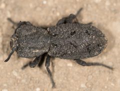 Phloeodes diabolicus by Jesse Rorabaugh. Used under a CC0 license.