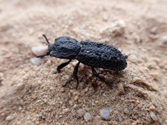 Phloeodes diabolicus 275212764 by jen. Used under a CC0 license.