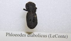 Phloeodes diabolicus sjh by No machine-readable author provided. Kugamazog~commonswiki assumed (based on copyright claims).. Used under a CC BY-SA 2.5 license.