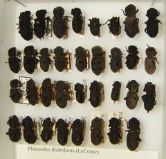 Phloeodes diabolicus variation sjh by No machine-readable author provided. Kugamazog~commonswiki assumed (based on copyright claims).. Used under a CC BY-SA 2.5 license.